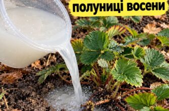 Полуниця без проблем переживе сильні морози завдяки правильному жовтневому підживленню