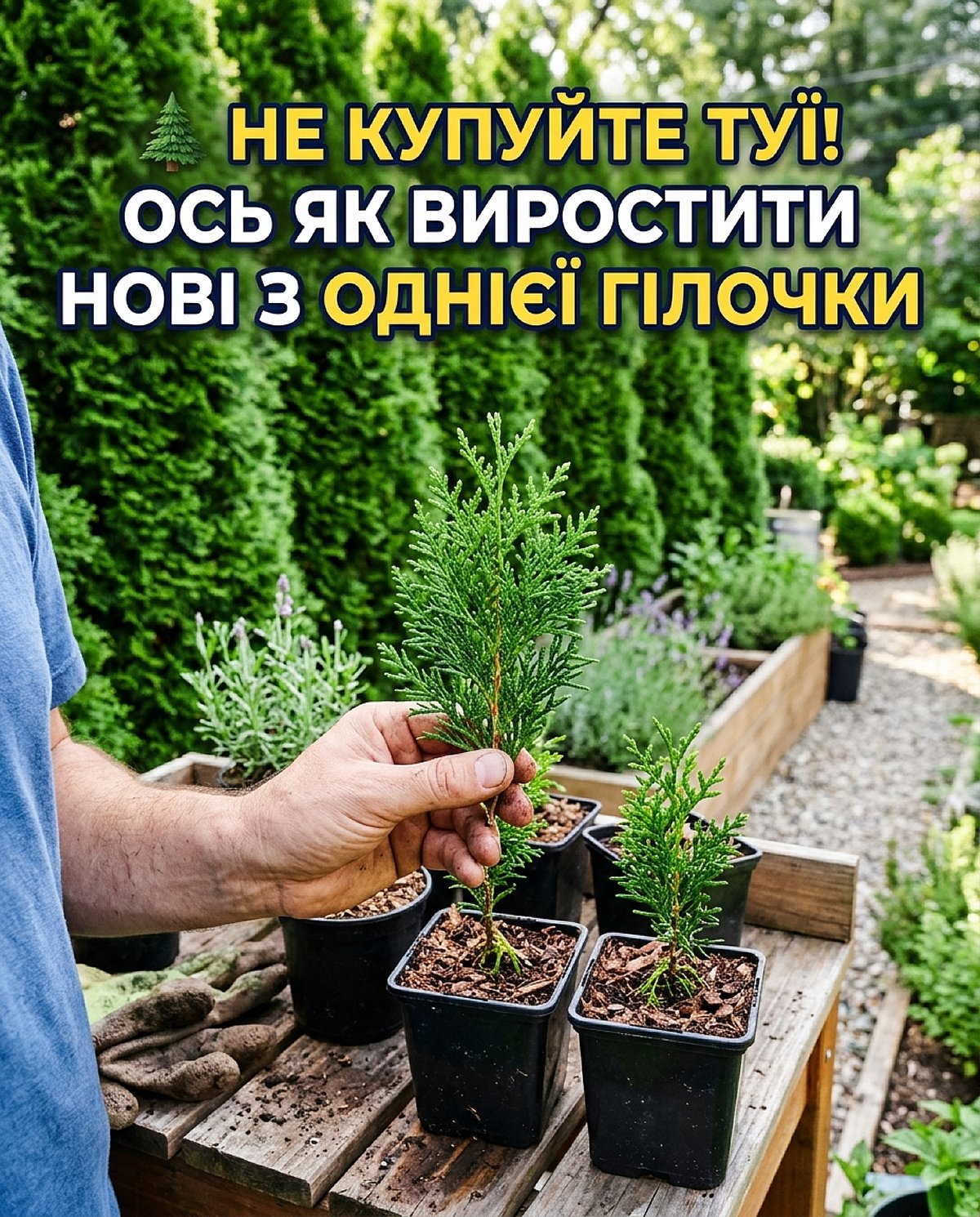 Тую можна розвести з однієї гілочки — і без дорогих саджанців