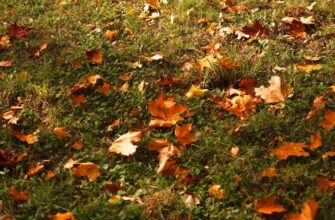 Прибирання опалого листя в саду: де воно рятує ґрунт, а де здатне знищити рослини