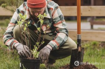 Дерева гниють і не родять: фахівці назвали згубні місця для саду