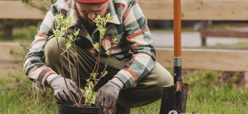 Дерева гниють і не родять: фахівці назвали згубні місця для саду