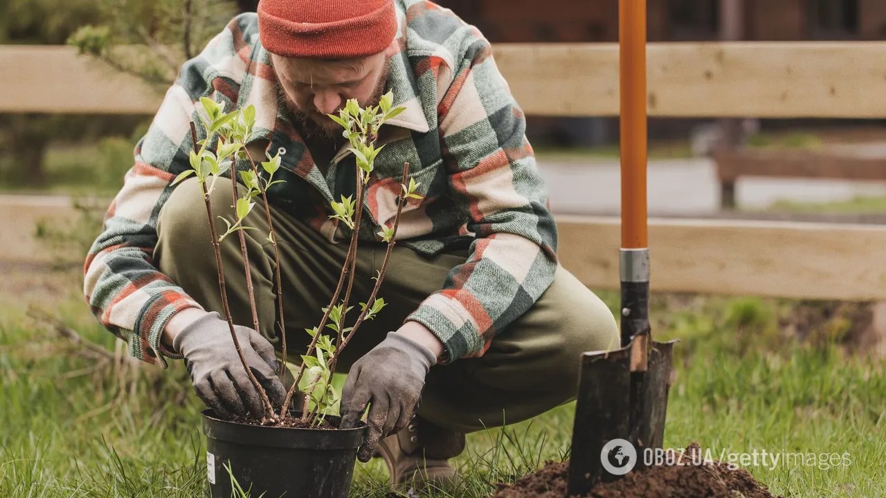 Дерева гниють і не родять: фахівці назвали згубні місця для саду