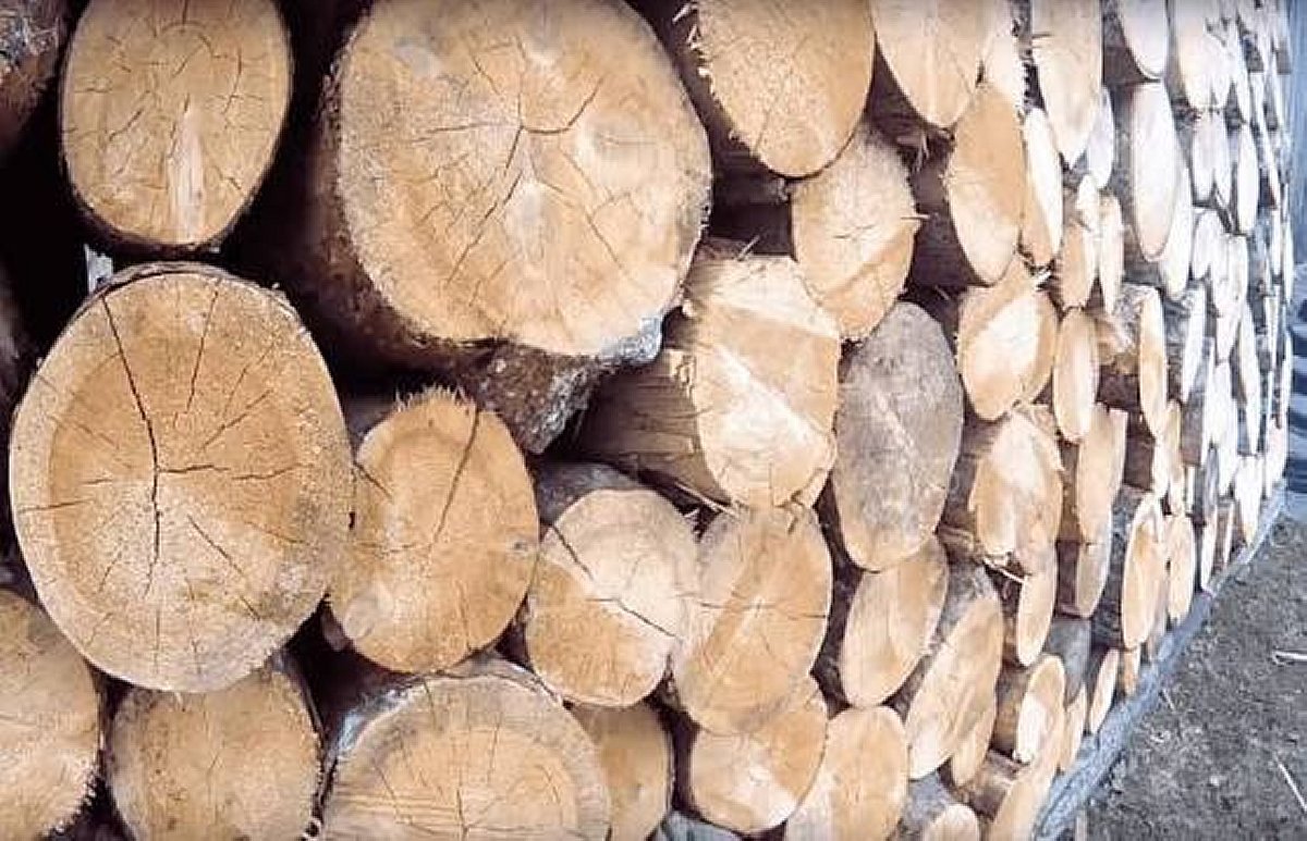 Збирання дров у лісі може закінчитися великим штрафом та судом