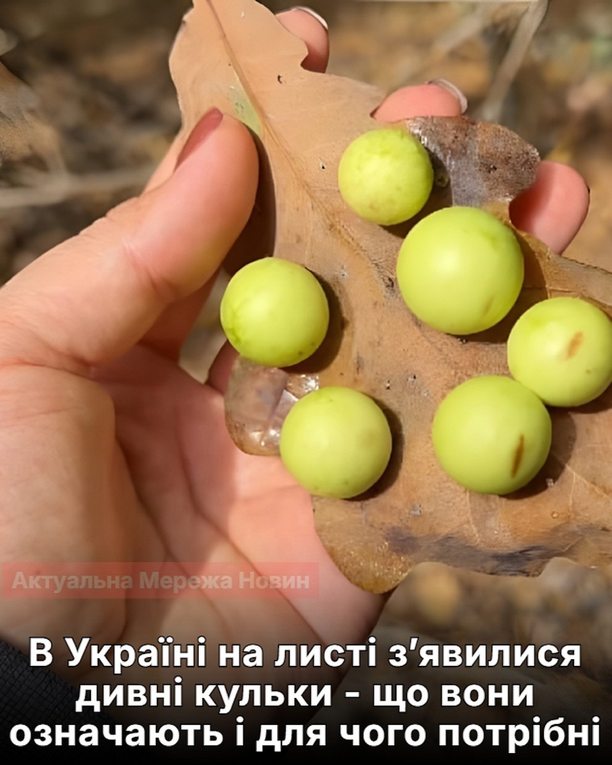 На дубовому листі помітили дивні кульки – експерти пояснили їхнє походження та призначення