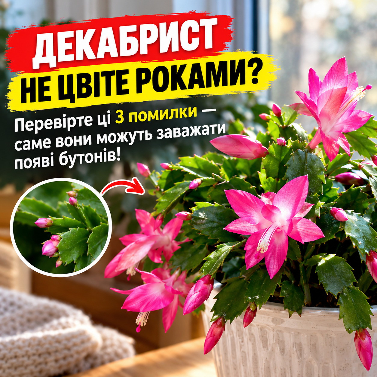 Декабрист не цвіте роками — сім причин, які заважають бутонам з’явитися