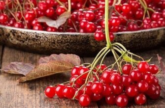 Не лише від застуди: вчені розкрили маловідомі цілющі властивості калини