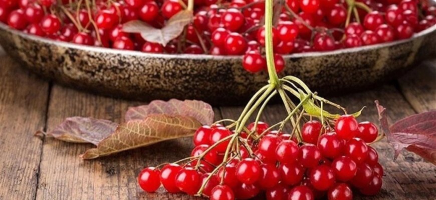 Не лише від застуди: вчені розкрили маловідомі цілющі властивості калини