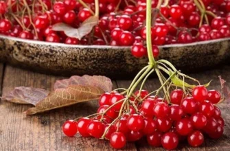 Калину на зиму можна заготовити п’ятьма способами без втрати вітамінів