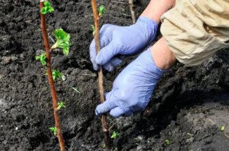 Садівники розповіли про всі тонкощі висаджування малини восени та навесні