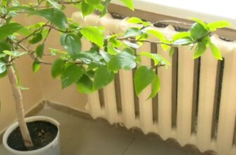 Тепло подадуть не всім одразу: назвали перших отримувачів навіть під час відключень