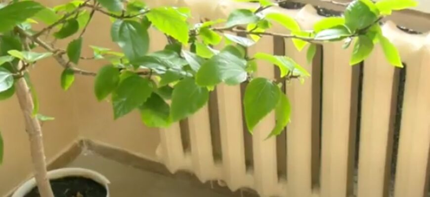 Тепло подадуть не всім одразу: назвали перших отримувачів навіть під час відключень