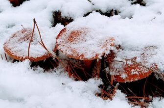 Сніг у листопаді ймовірніший за жовтень, але зими стають усе менш сніжними