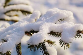 Снігопади та морози до -4° накриють Україну вже в листопаді