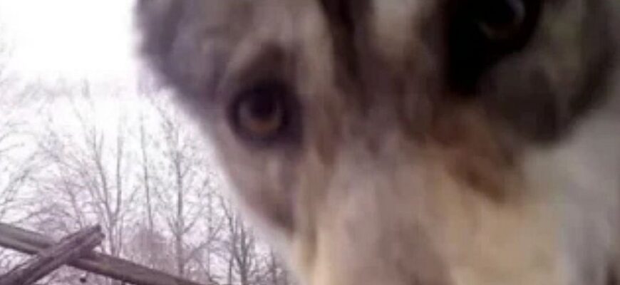 На покинутих цвинтарях біля Чорнобиля знайшли гігантські дерева зі стовбурами в п’ять метрів