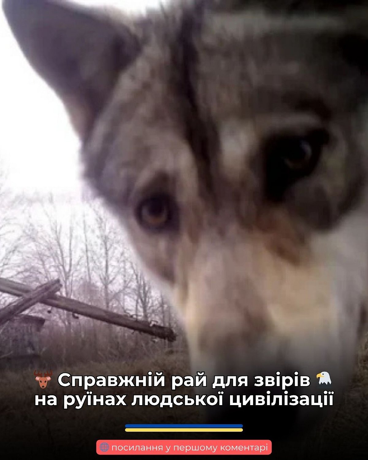 На покинутих цвинтарях біля Чорнобиля знайшли гігантські дерева зі стовбурами в п’ять метрів