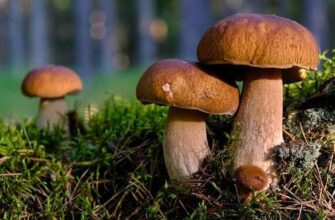 На Волині грибники взяли бензопилу замість ножа через велетенський білий гриб