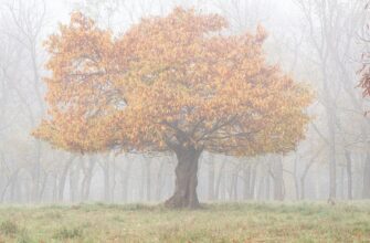 Україну накриють густі осінні тумани — водіїв попередили про небезпеку на дорогах