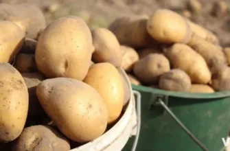 Не вся картопля однакова — які сорти найкраще підходять для різних страв
