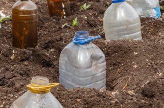 Не сміття, а порятунок для ділянки: навіщо господарі восени встромляють пляшки в ґрунт