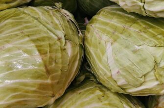 Капуста лежатиме свіжою до весни, якщо зберігати її за температури від 0 до +2 градусів