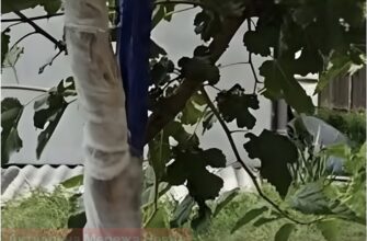 Тріскається кора на молодих деревах: садівниця назвала спосіб порятунку