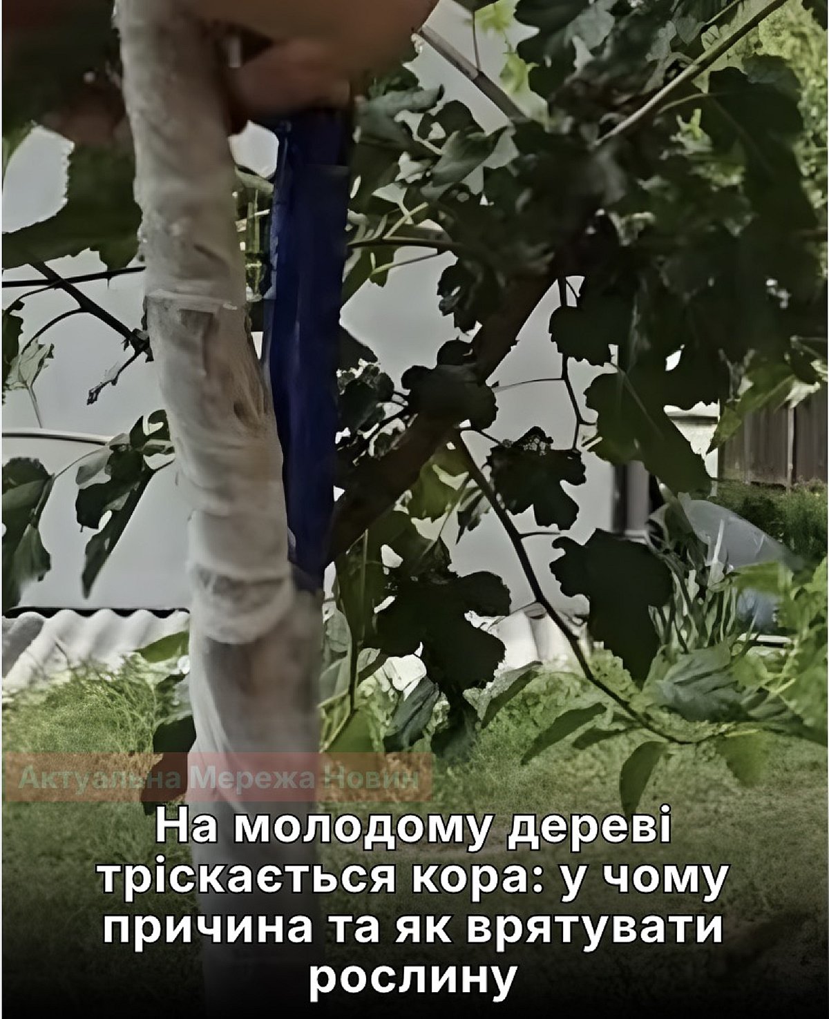 Тріскається кора на молодих деревах: садівниця назвала спосіб порятунку