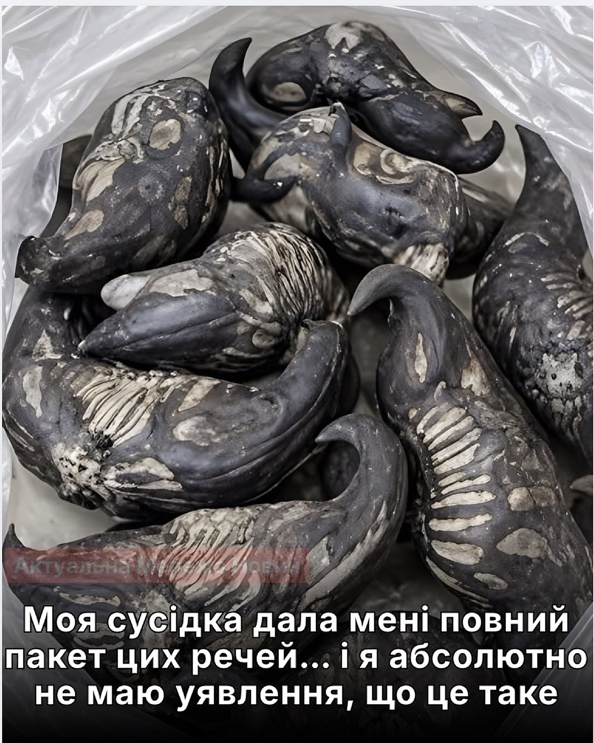 Порятунок від продовольчої кризи: забутий дикорос із неоліту хочуть повернути на поля