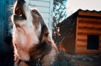 Собаки відчувають лихо задовго до нас – і виють не просто так