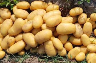 Експерти назвали сорти картоплі для тривалого зберігання та вдалий час для закупівлі