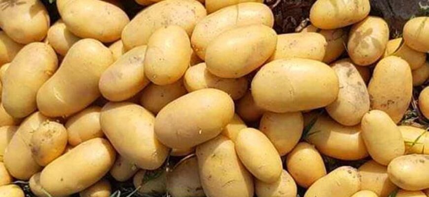 Експерти назвали сорти картоплі для тривалого зберігання та вдалий час для закупівлі
